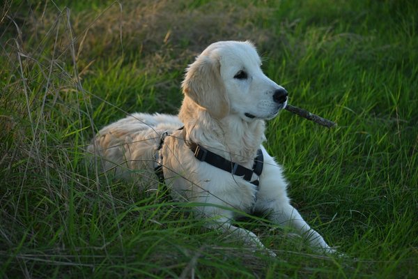 Exploring uk wildlife: interactive educational experiences for schools