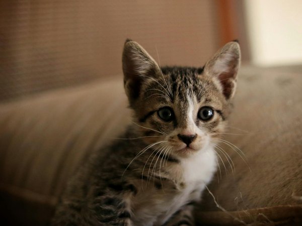 Top Strategies for Successfully Socializing Your Newly Adopted Rescue Fox